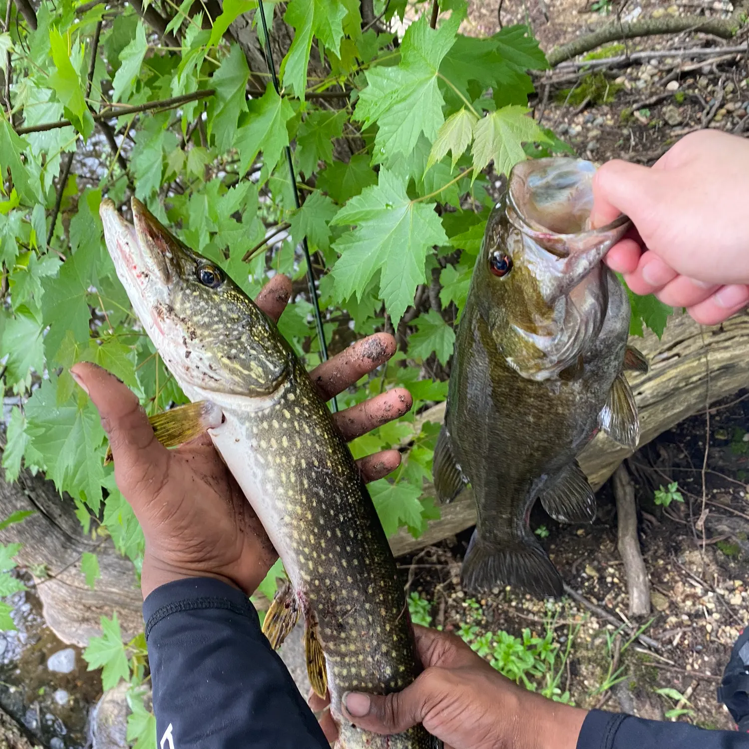 recently logged catches