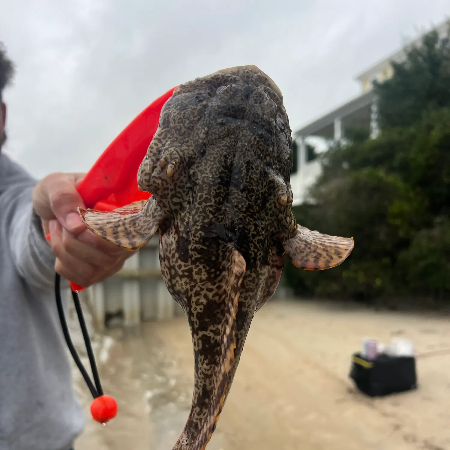 The most recent Oyster toadfish catches on Fishbrain