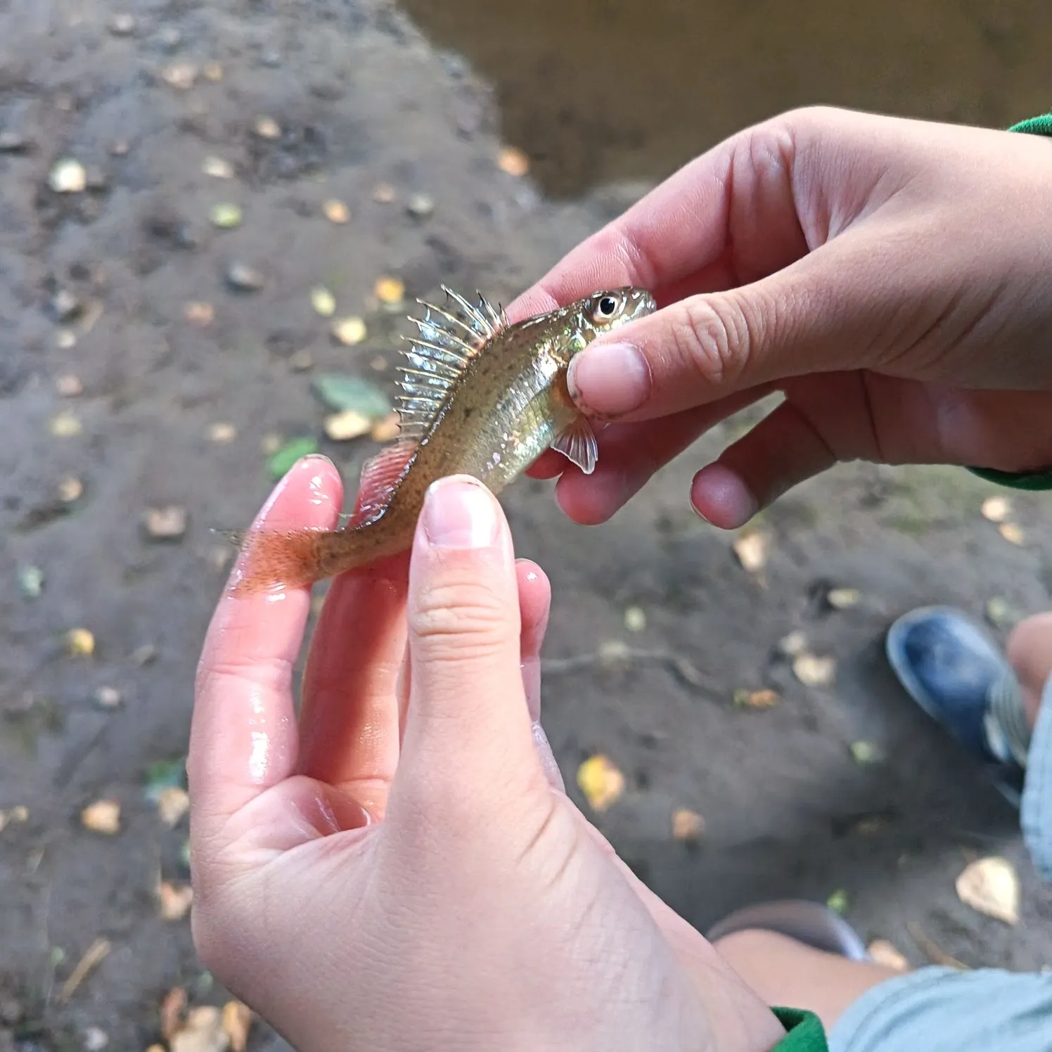 Eurasian ruffe caught on Fishbrain