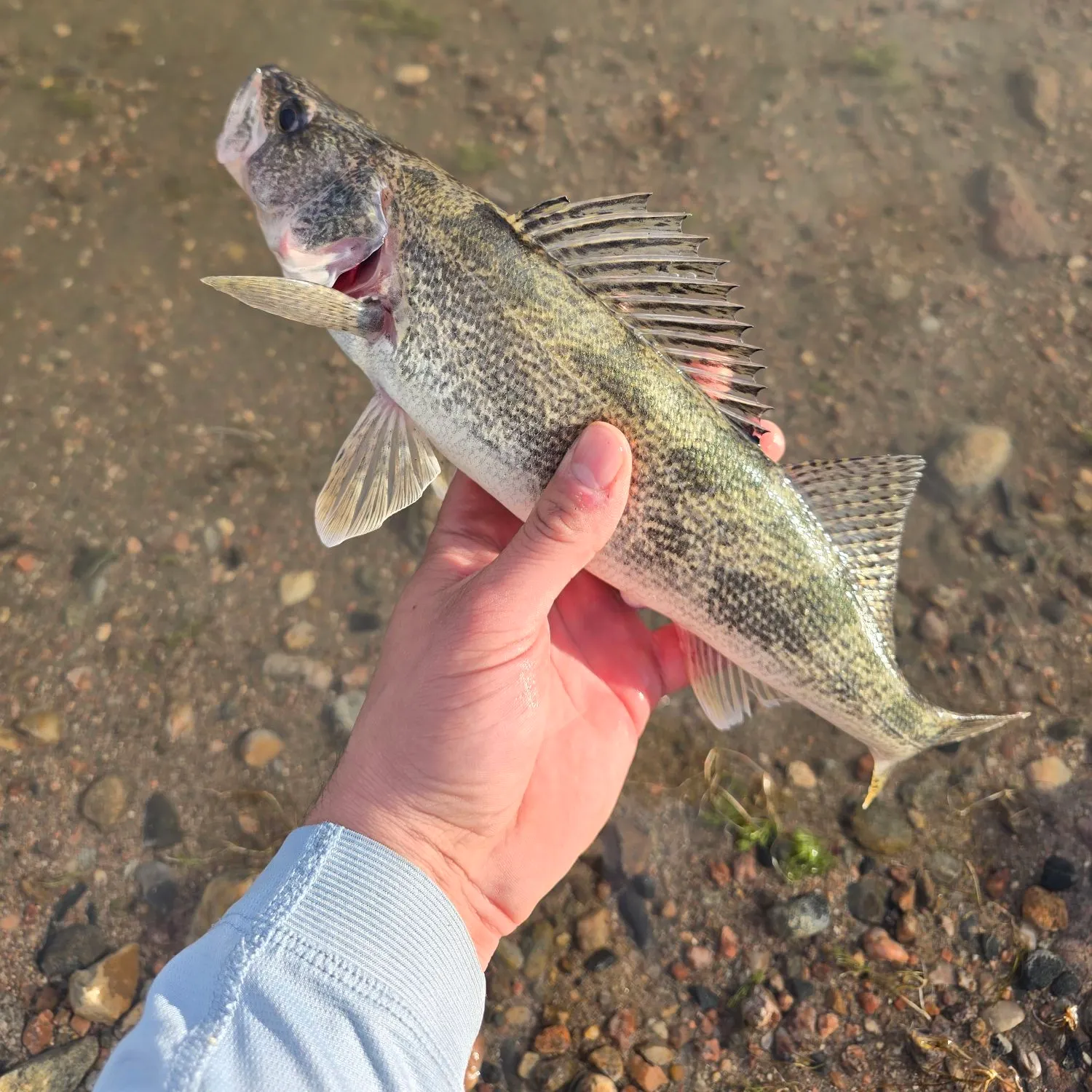 The most recent Sauger catches on Fishbrain