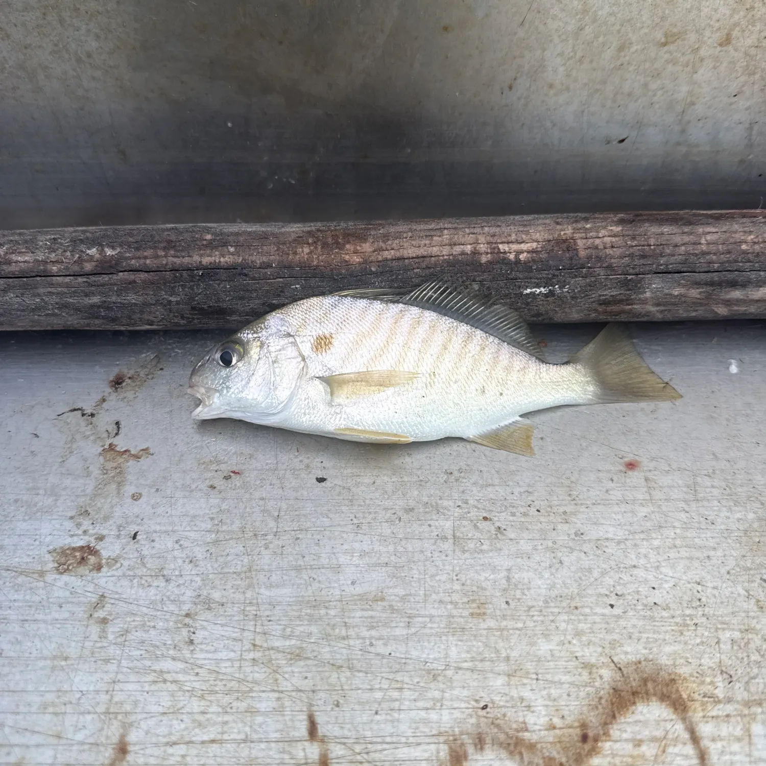 Spot croaker caught on Fishbrain