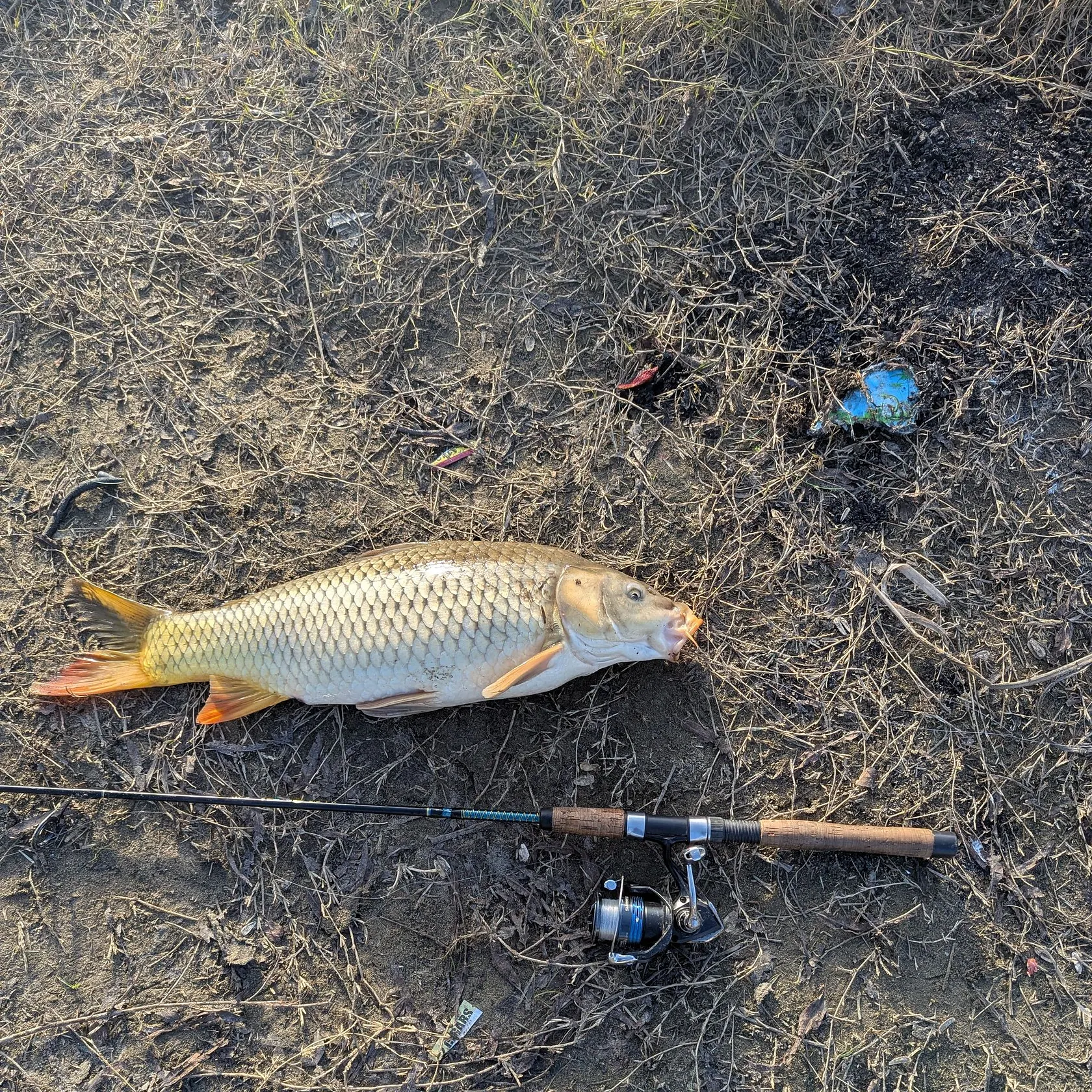 The most recent Common carp catches on Fishbrain