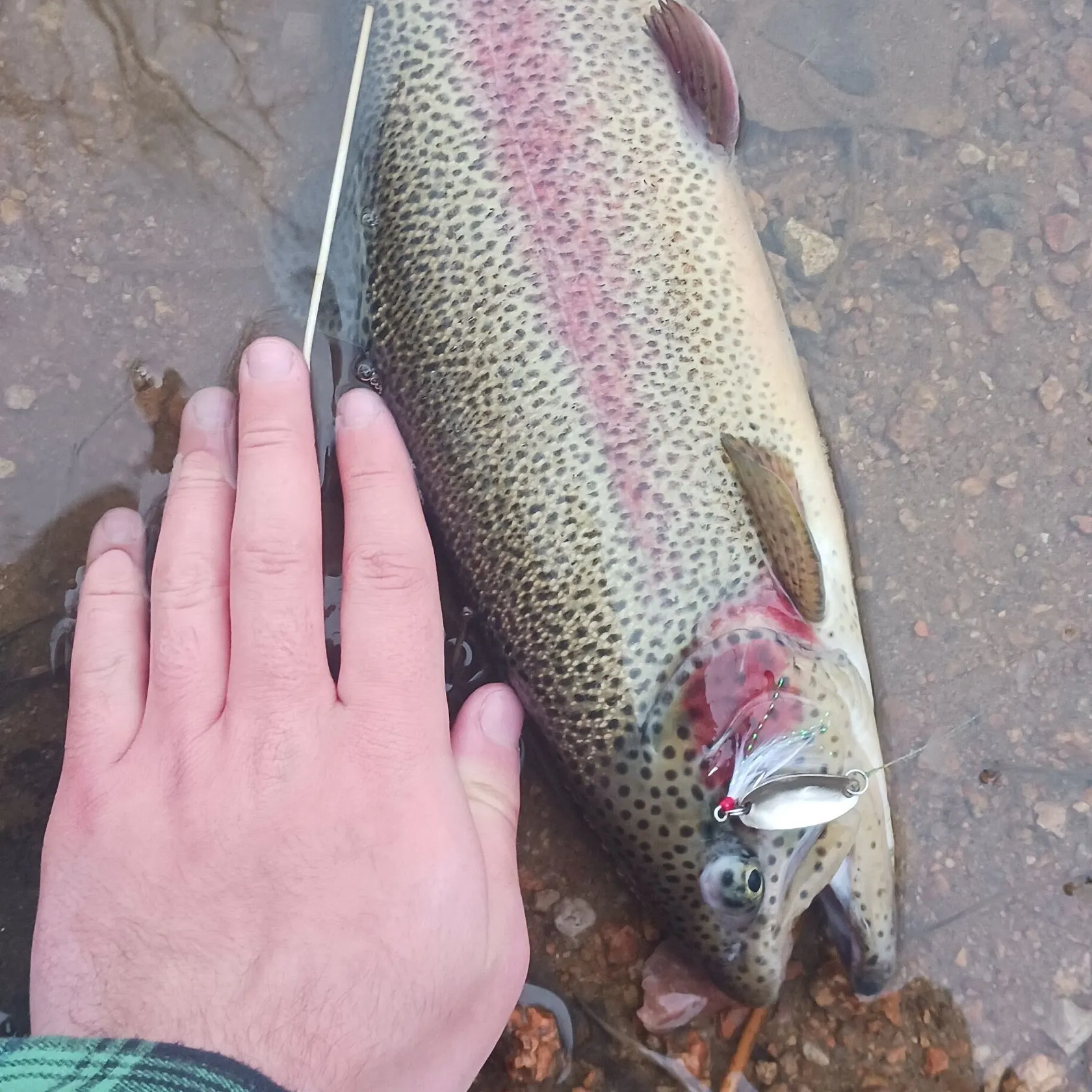 The most recent Rainbow trout catches on Fishbrain