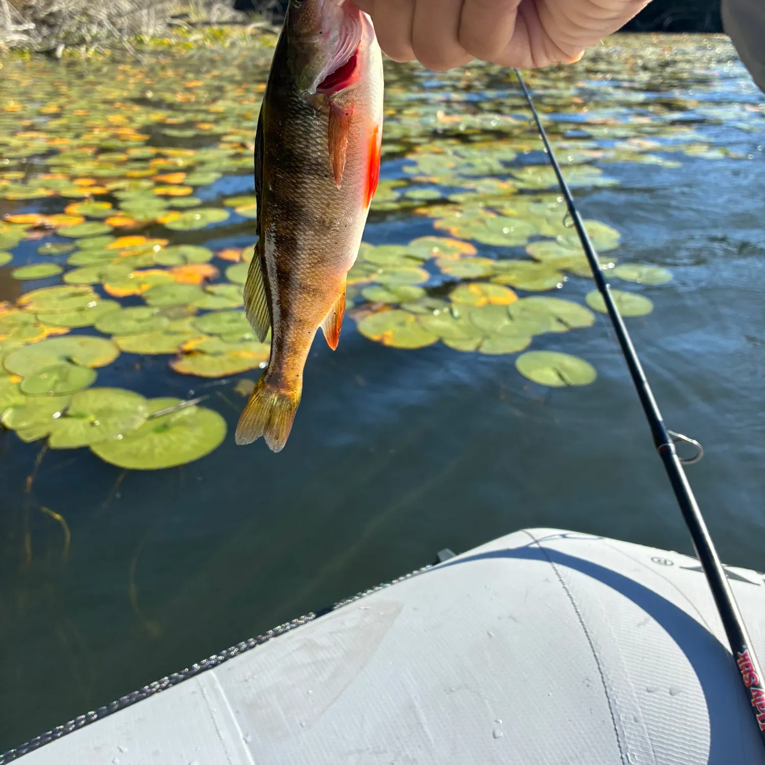 Yellow perch caught on Fishbrain