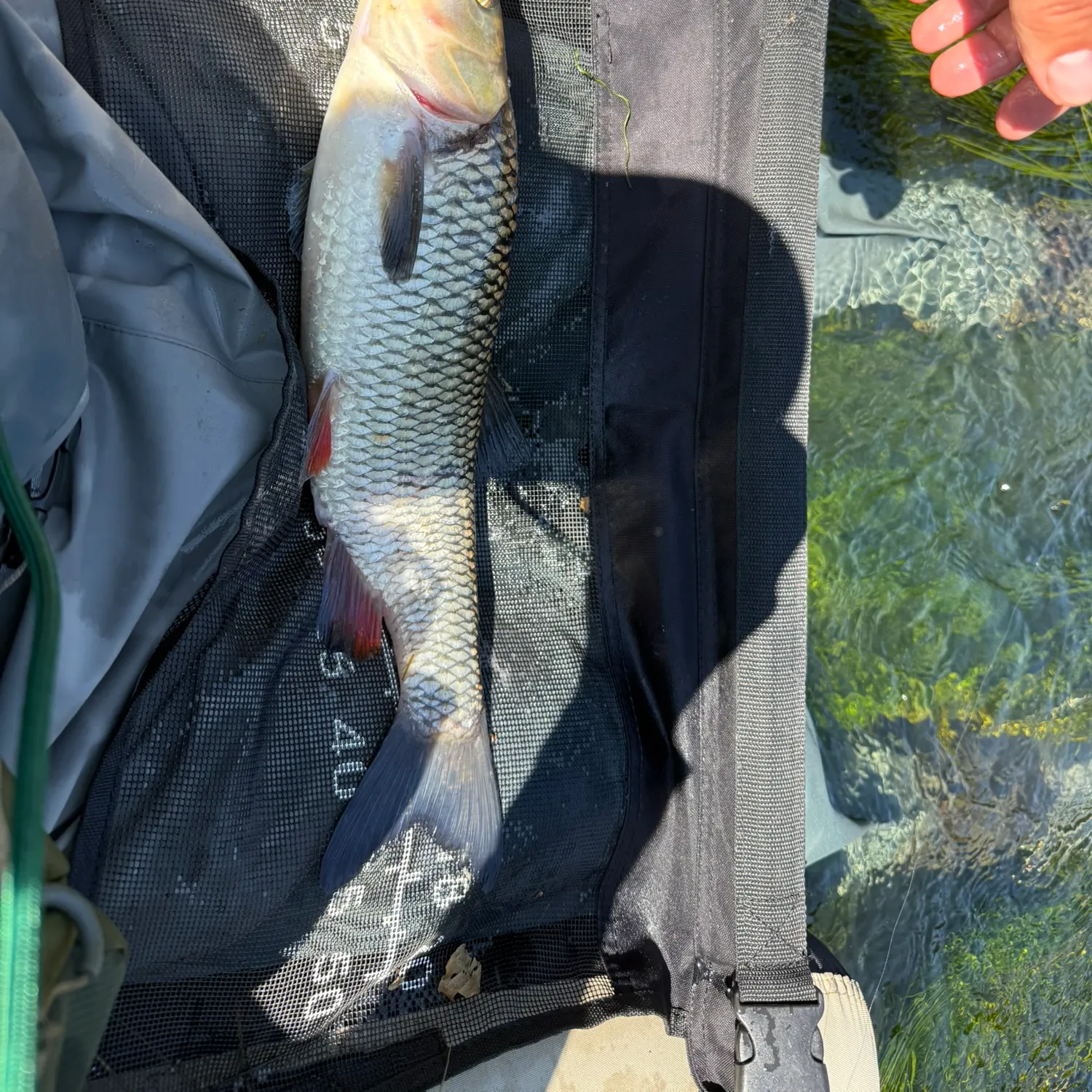 The most recent European chub catches on Fishbrain