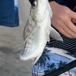 Surf bream caught on Fishbrain