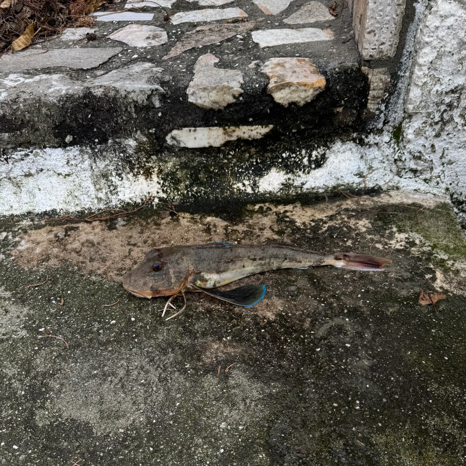 The most recent Vermiculated sailfin catfish catches on Fishbrain