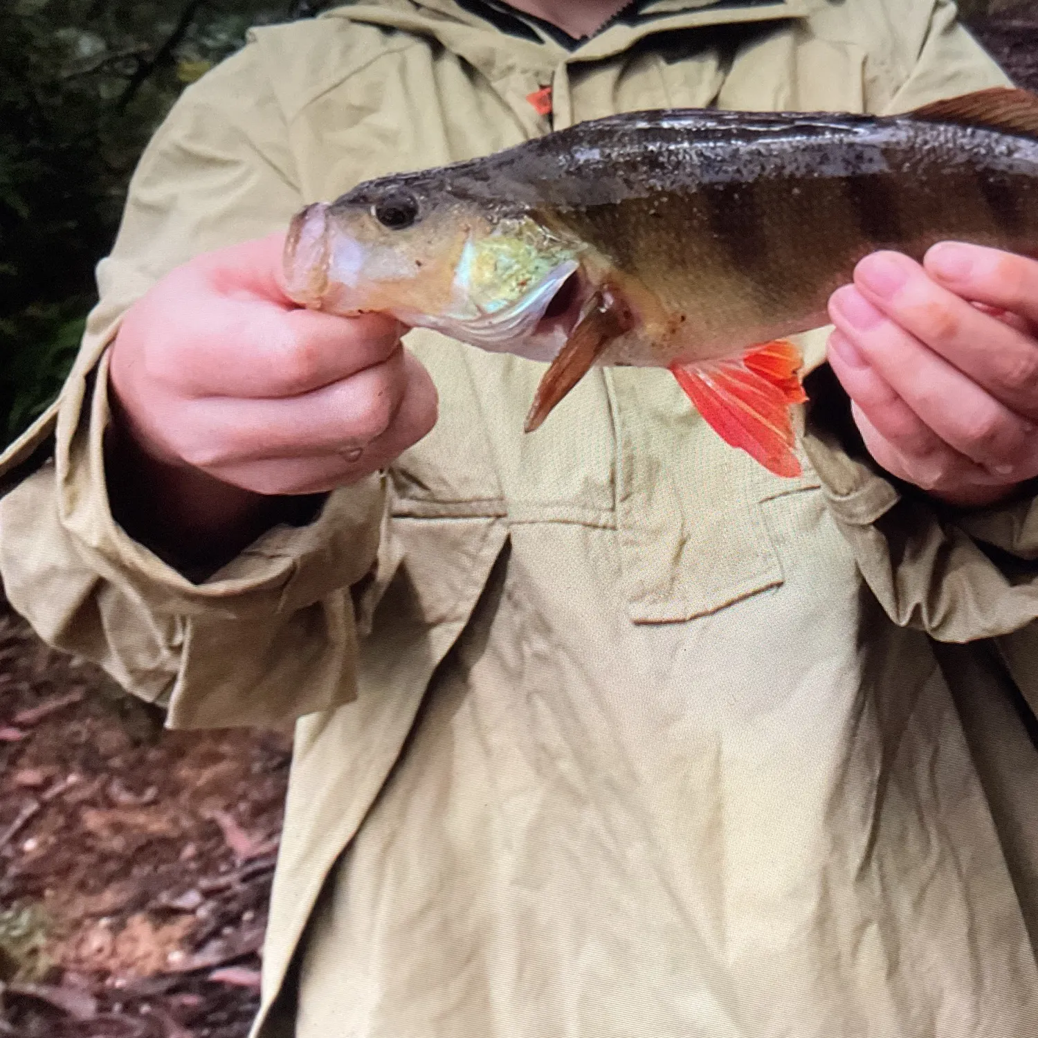 European perch caught on Fishbrain