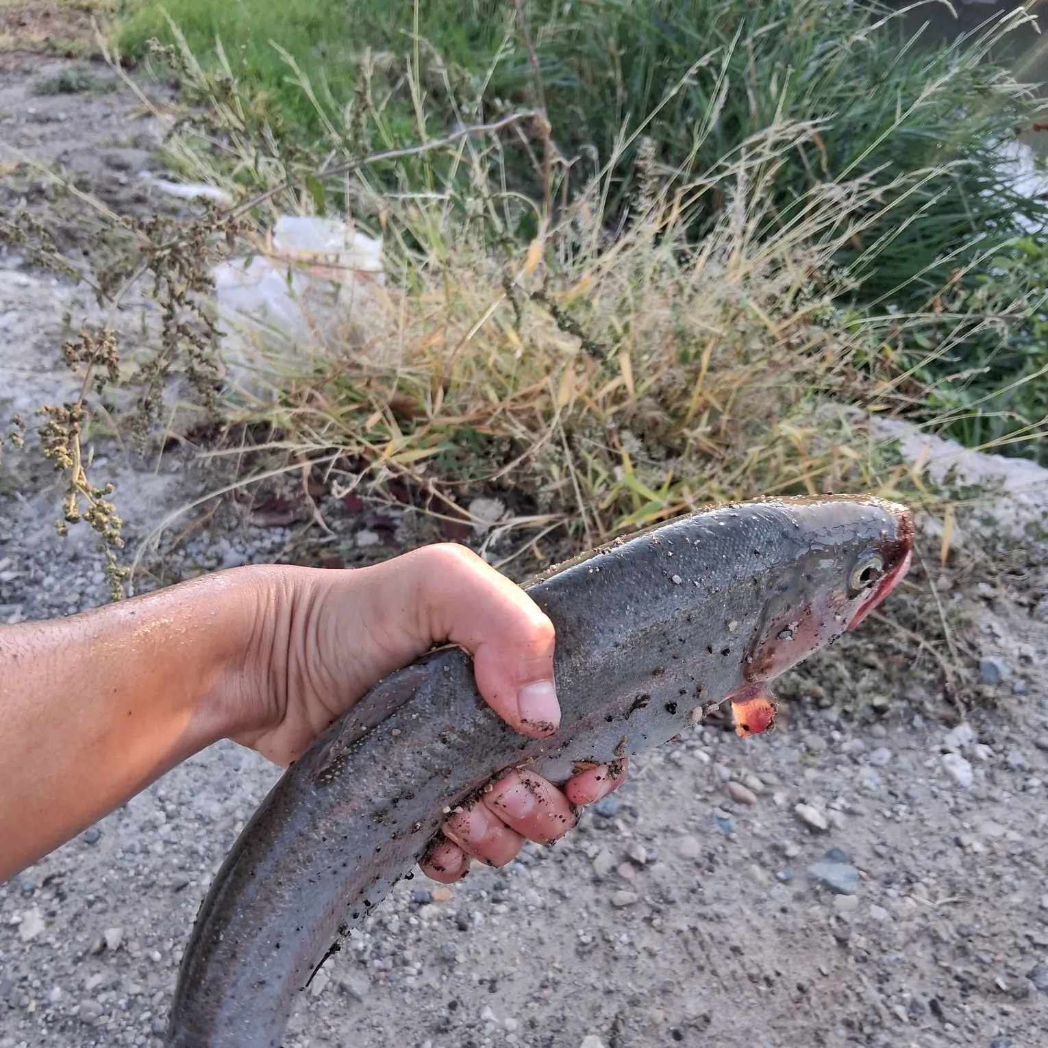 Rainbow trout caught on Fishbrain