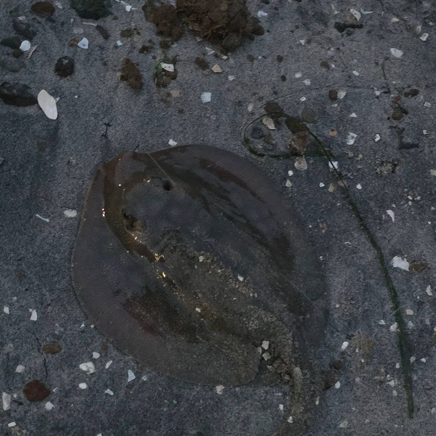 The most recent Haller's round ray catches on Fishbrain