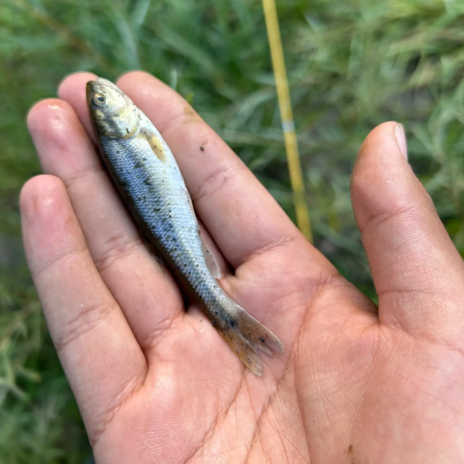Creek chub caught on Fishbrain