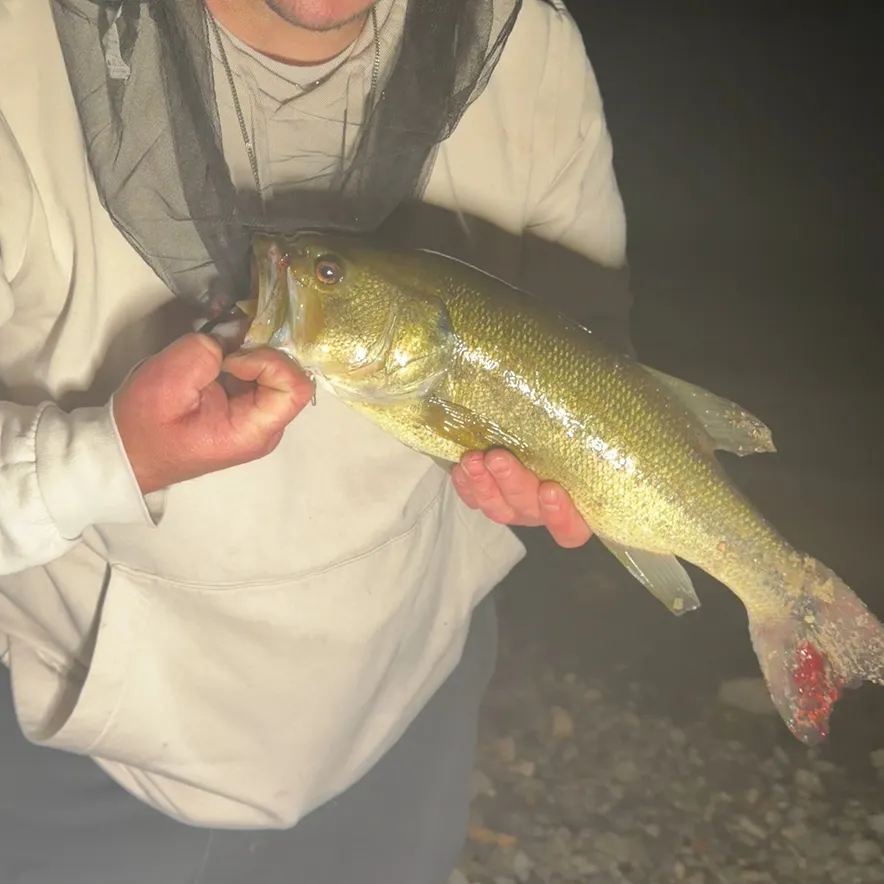 Largemouth bass caught on Fishbrain