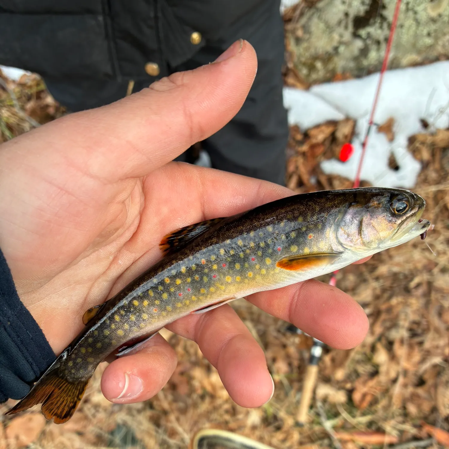 The most recent Brook trout catches on Fishbrain