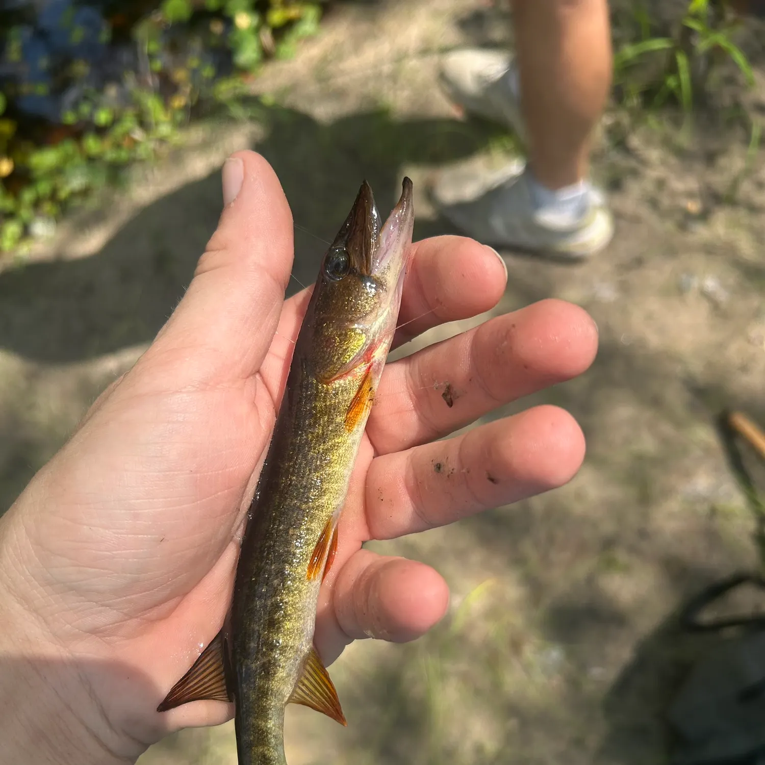 The most recent Redfin pickerel catches on Fishbrain