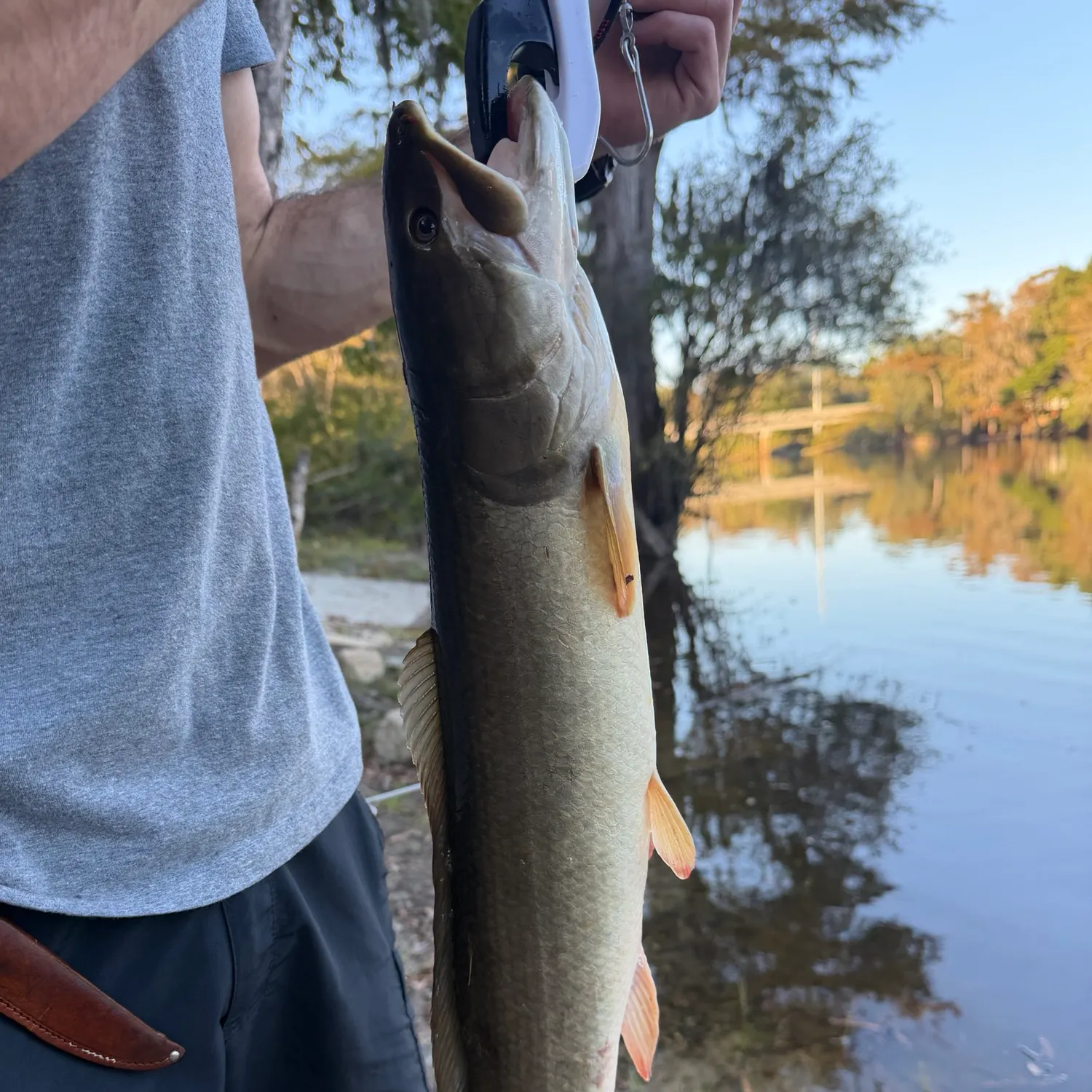 Ruddy bowfin caught on Fishbrain