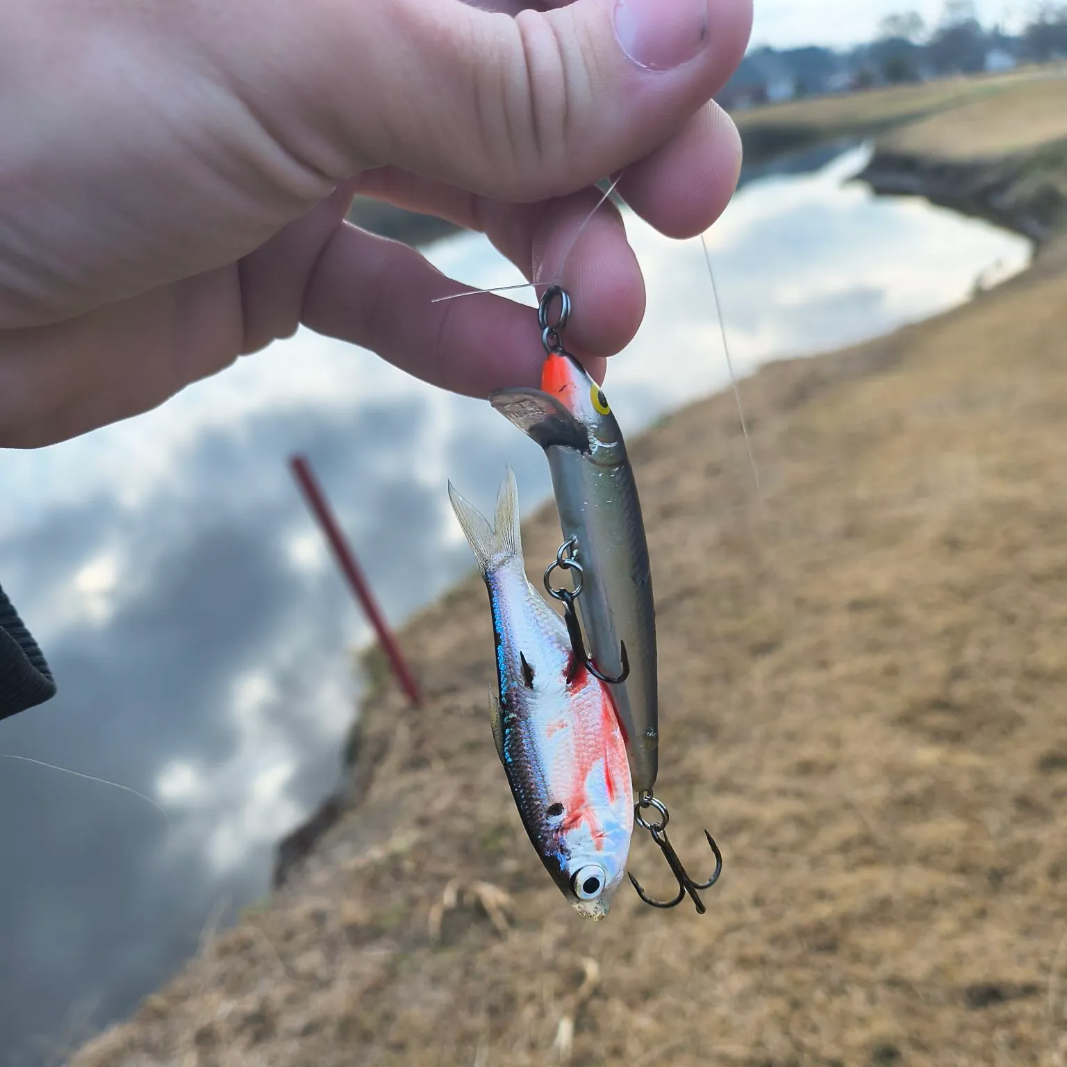 The most recent Threadfin shad catches on Fishbrain