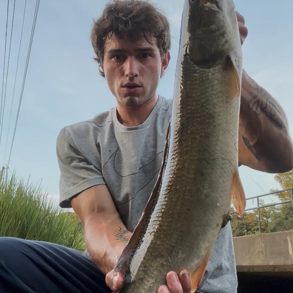 Ruddy bowfin caught on Fishbrain