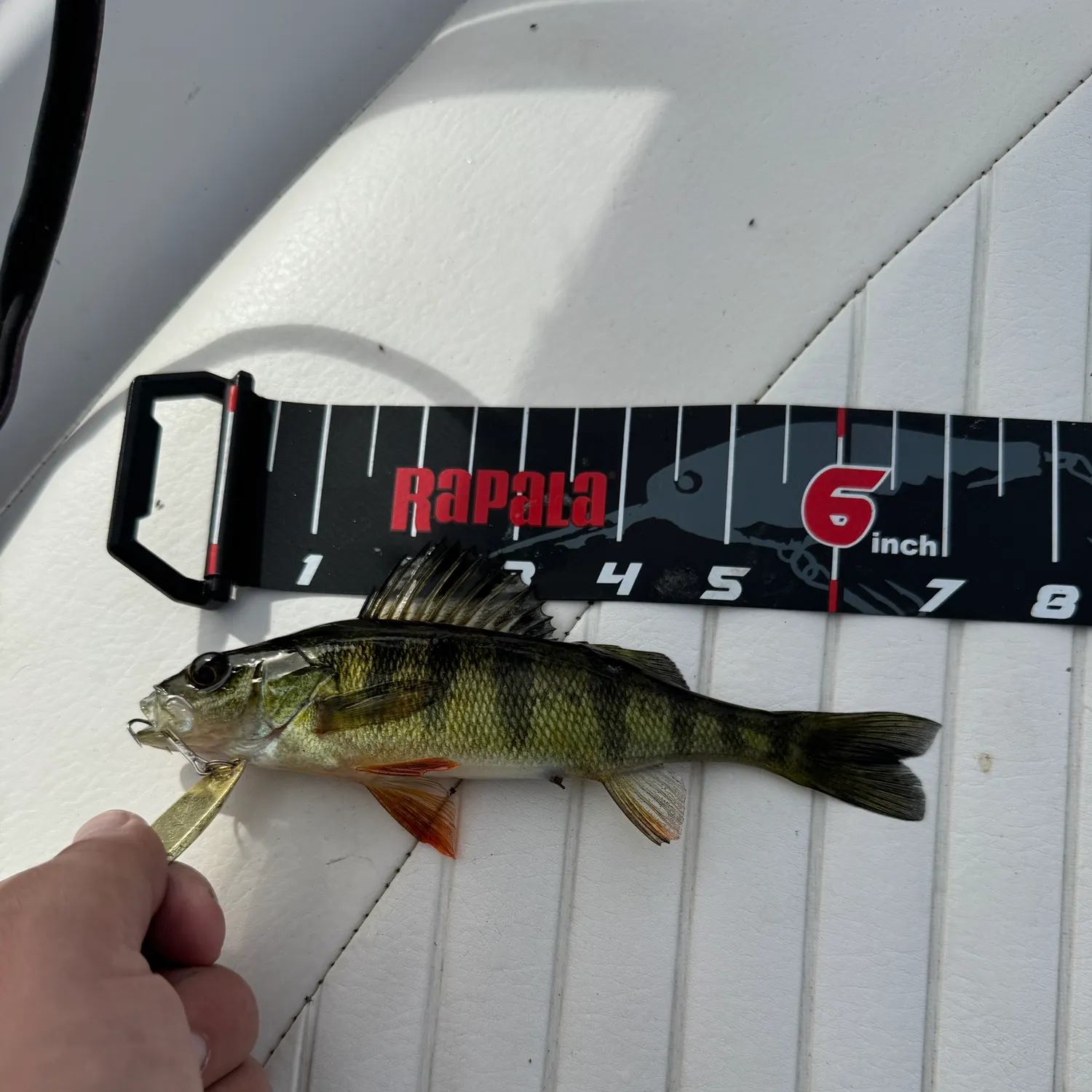 Yellow perch caught on Fishbrain