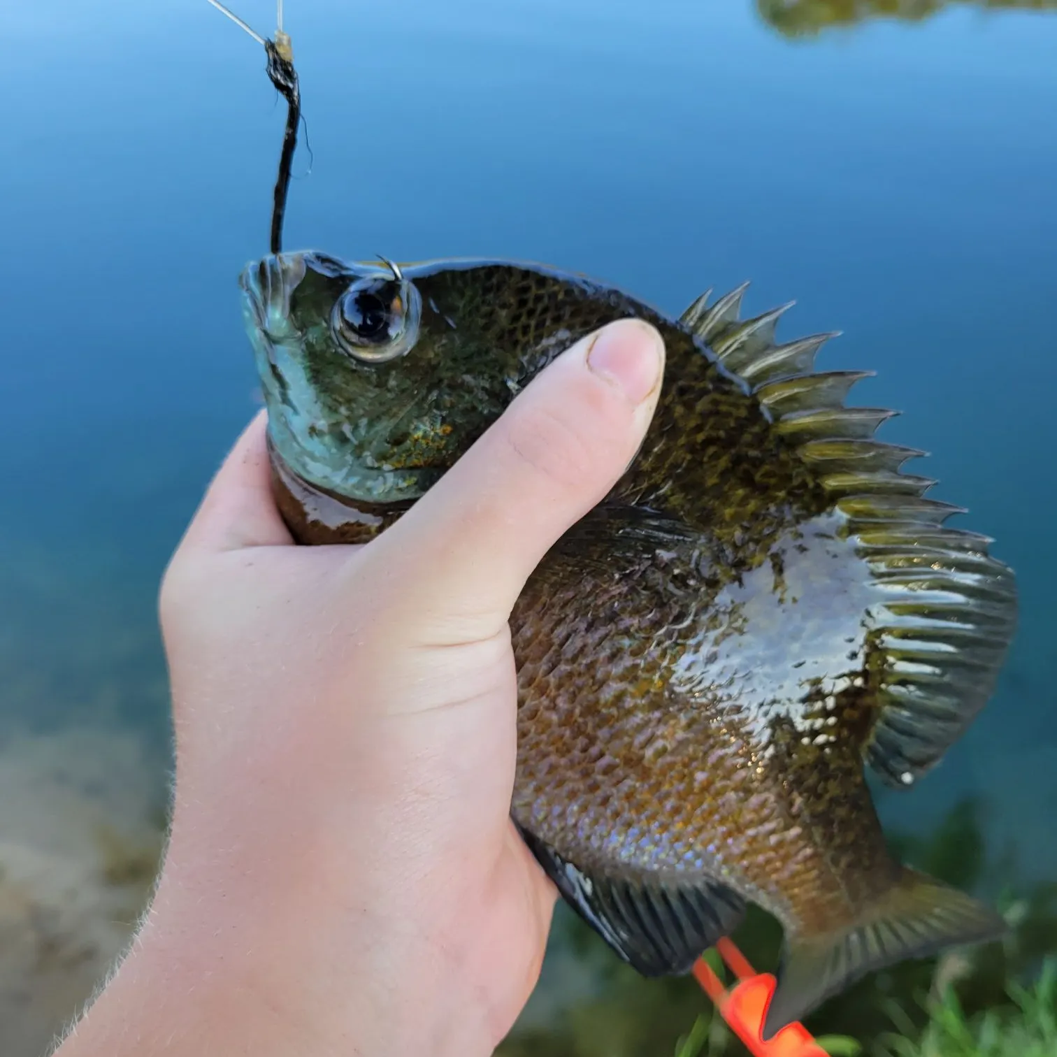 Bluegill caught on Fishbrain