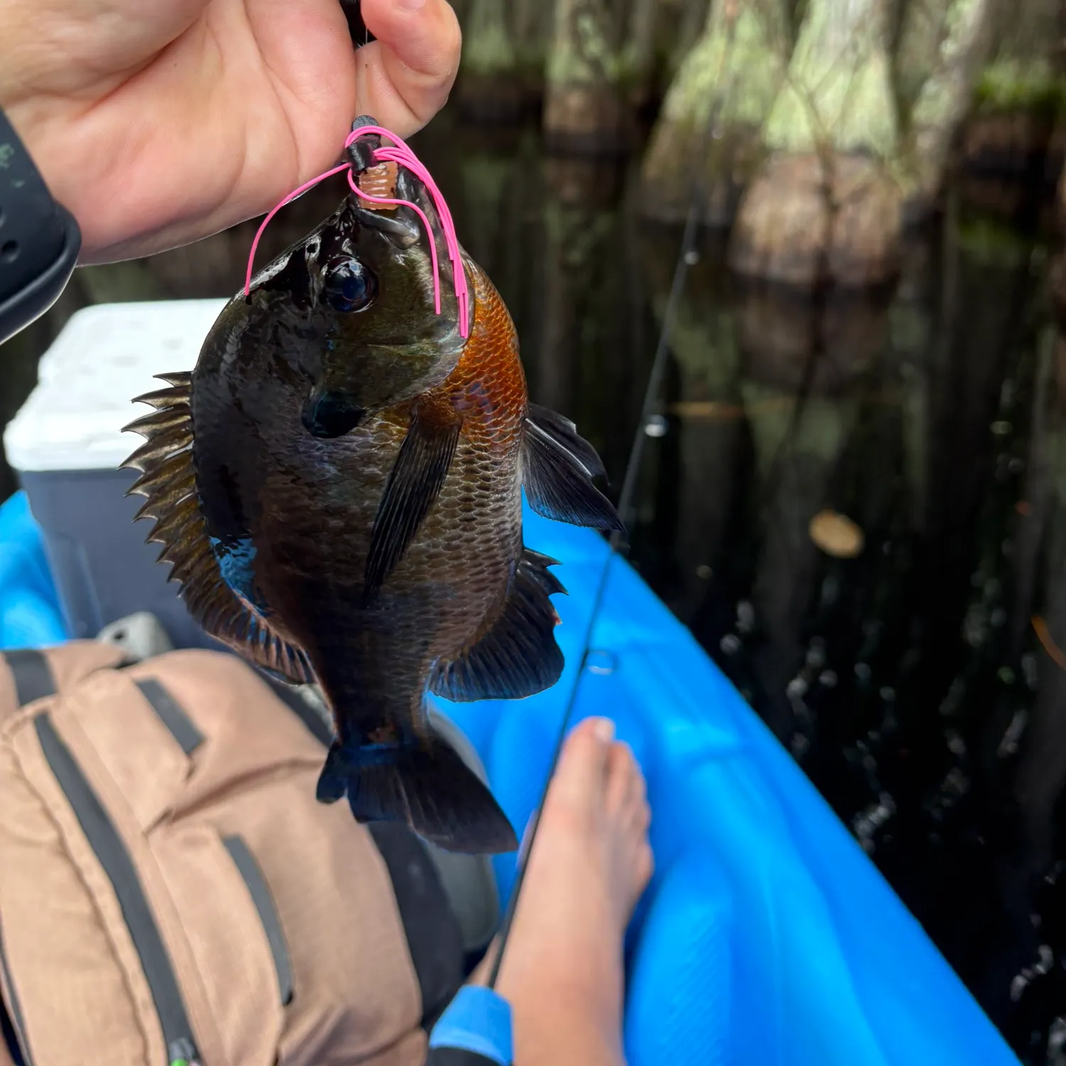 Bluegill caught on Fishbrain