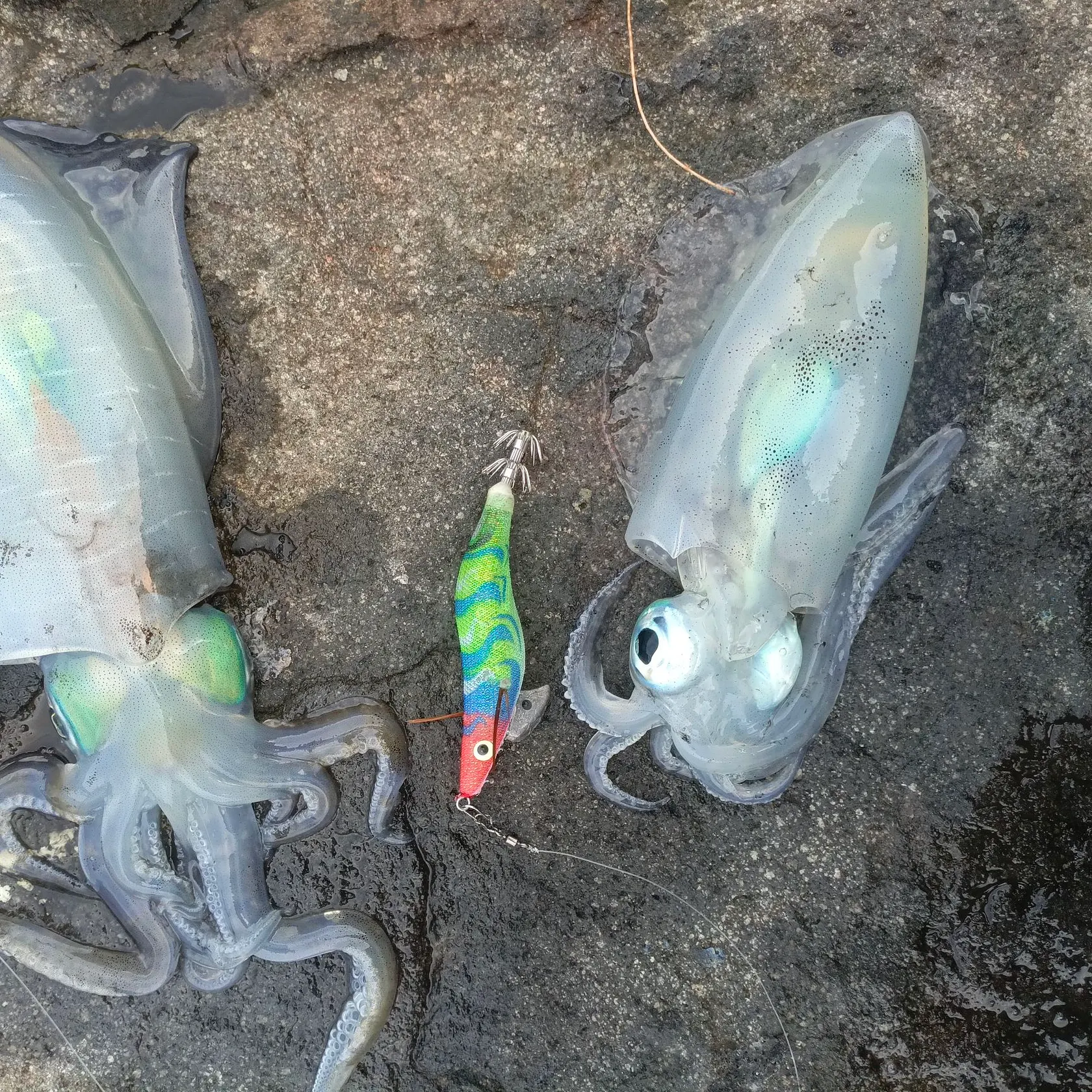 The most recent Bigfin reef squid catches on Fishbrain