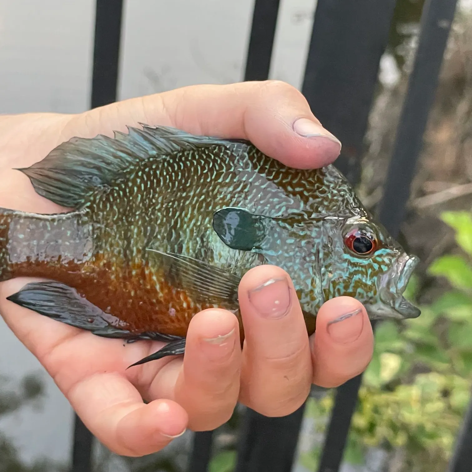 The most recent Plains longear sunfish catches on Fishbrain