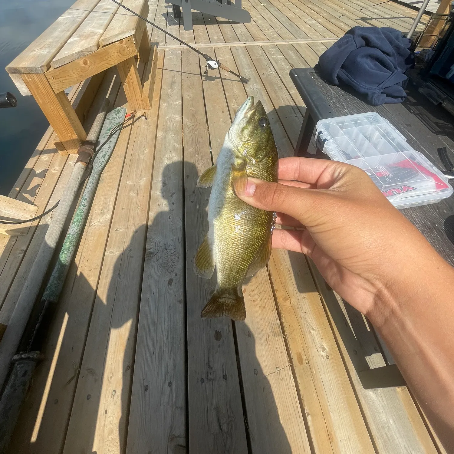 The most recent Smallmouth bass catches on Fishbrain