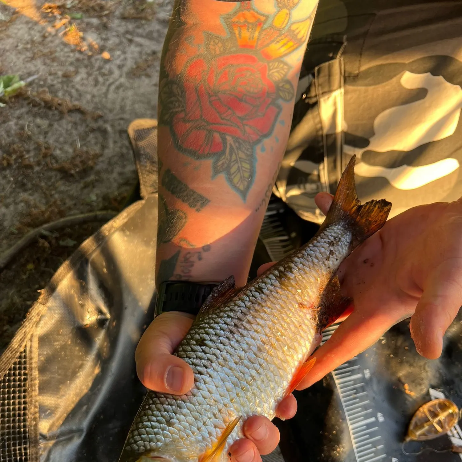recently logged catches