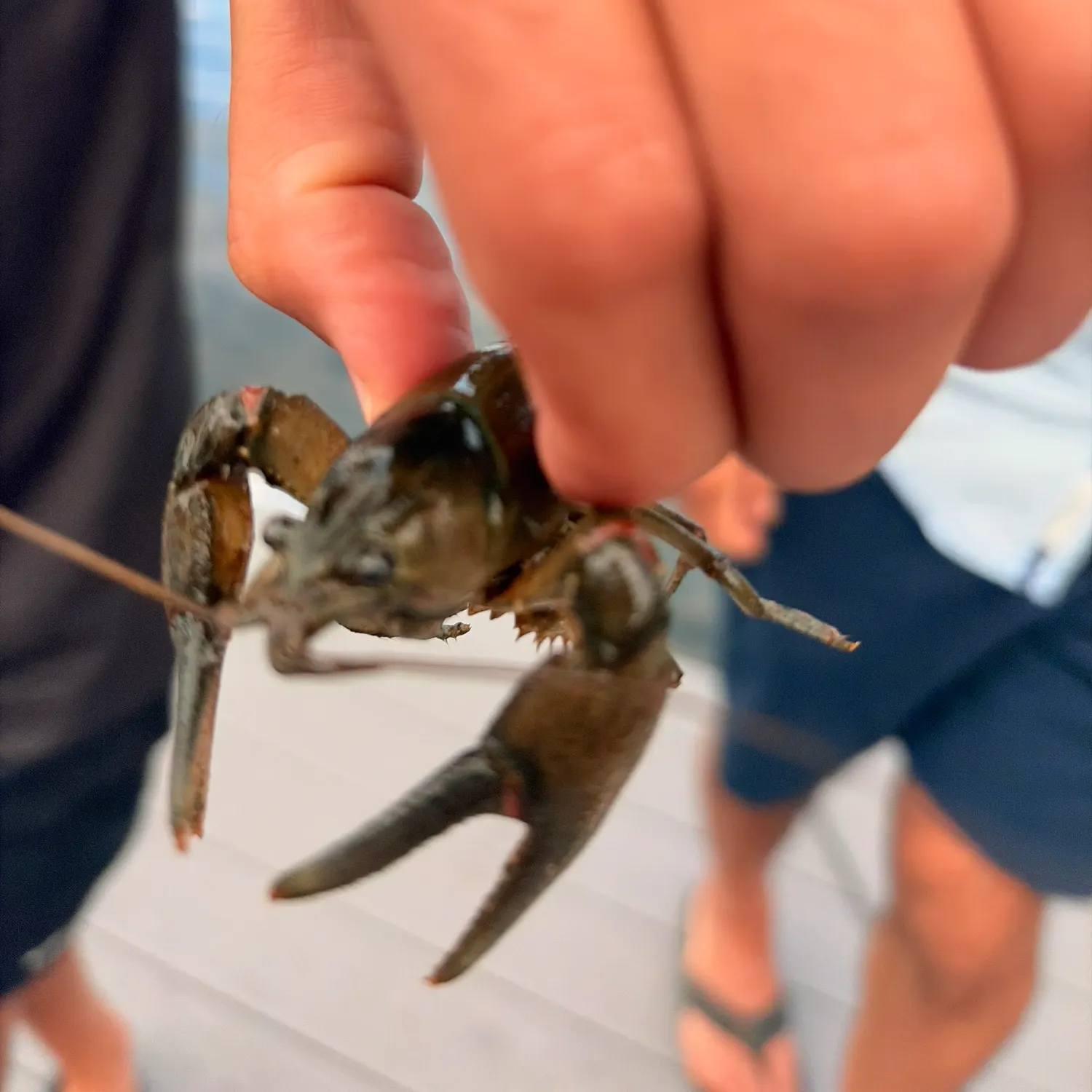 Northern clearwater crayfish caught on Fishbrain