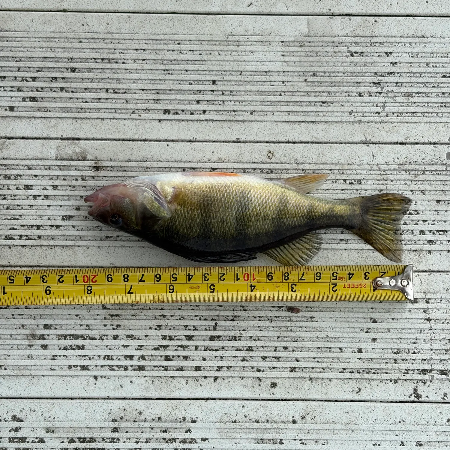 Fish caught on Fishbrain
