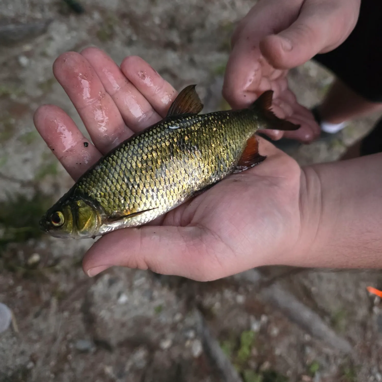 Golden shiner caught on Fishbrain