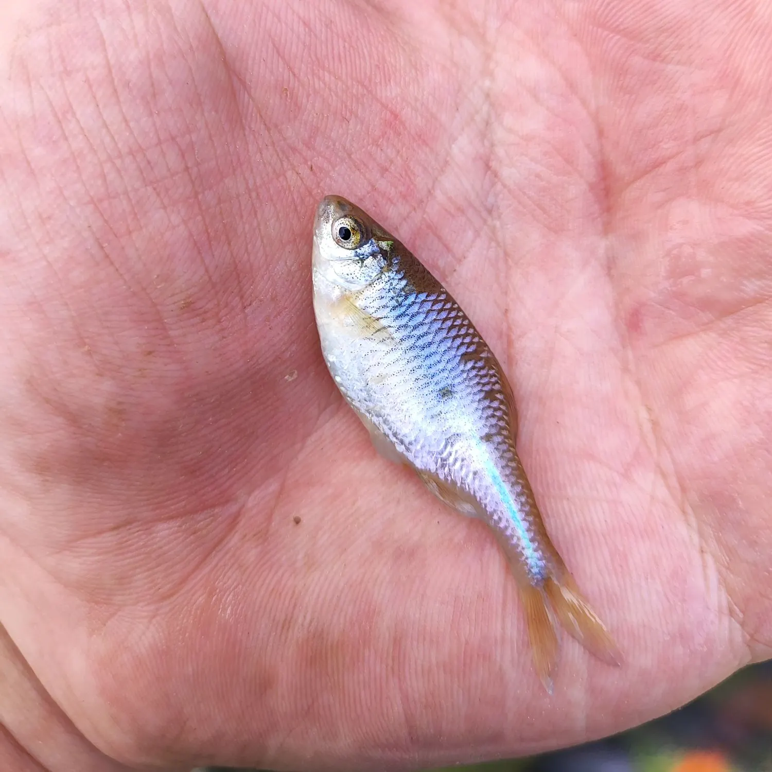 The most recent European bitterling catches on Fishbrain