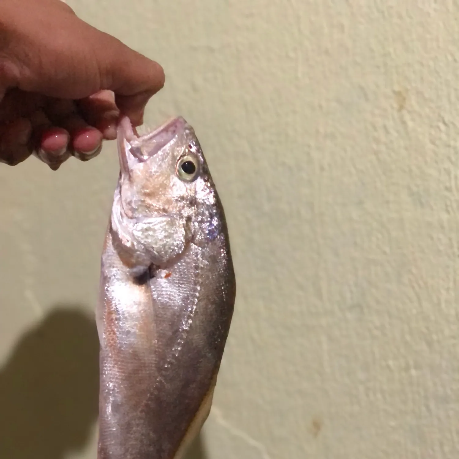 The most popular recent South American silver croaker catch on Fishbrain