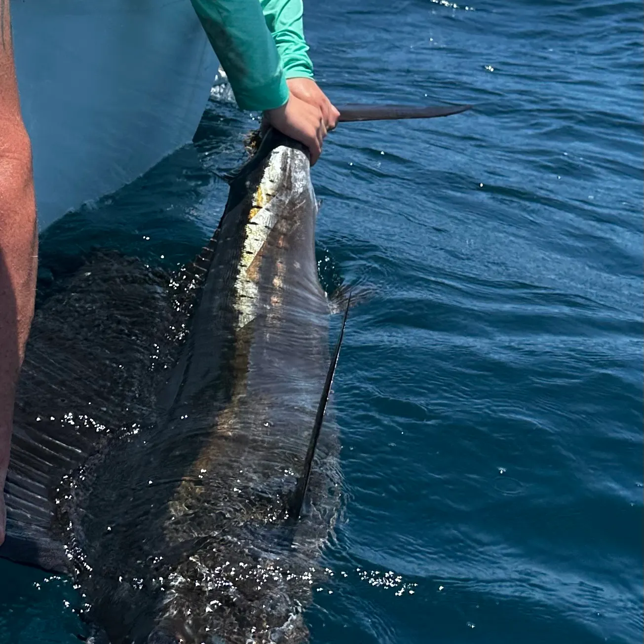 The most recent Atlantic sailfish catches on Fishbrain
