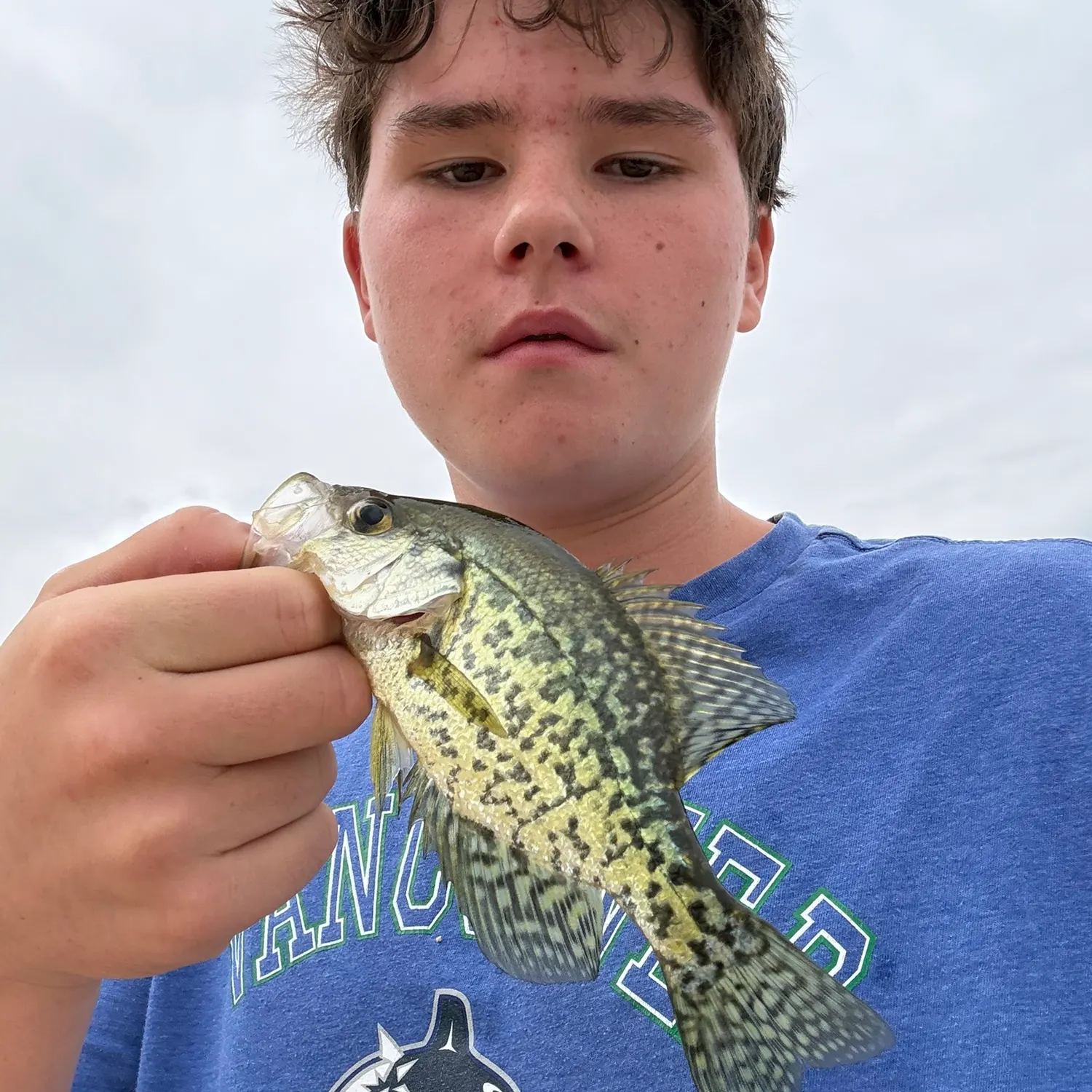 Black crappie caught on Fishbrain