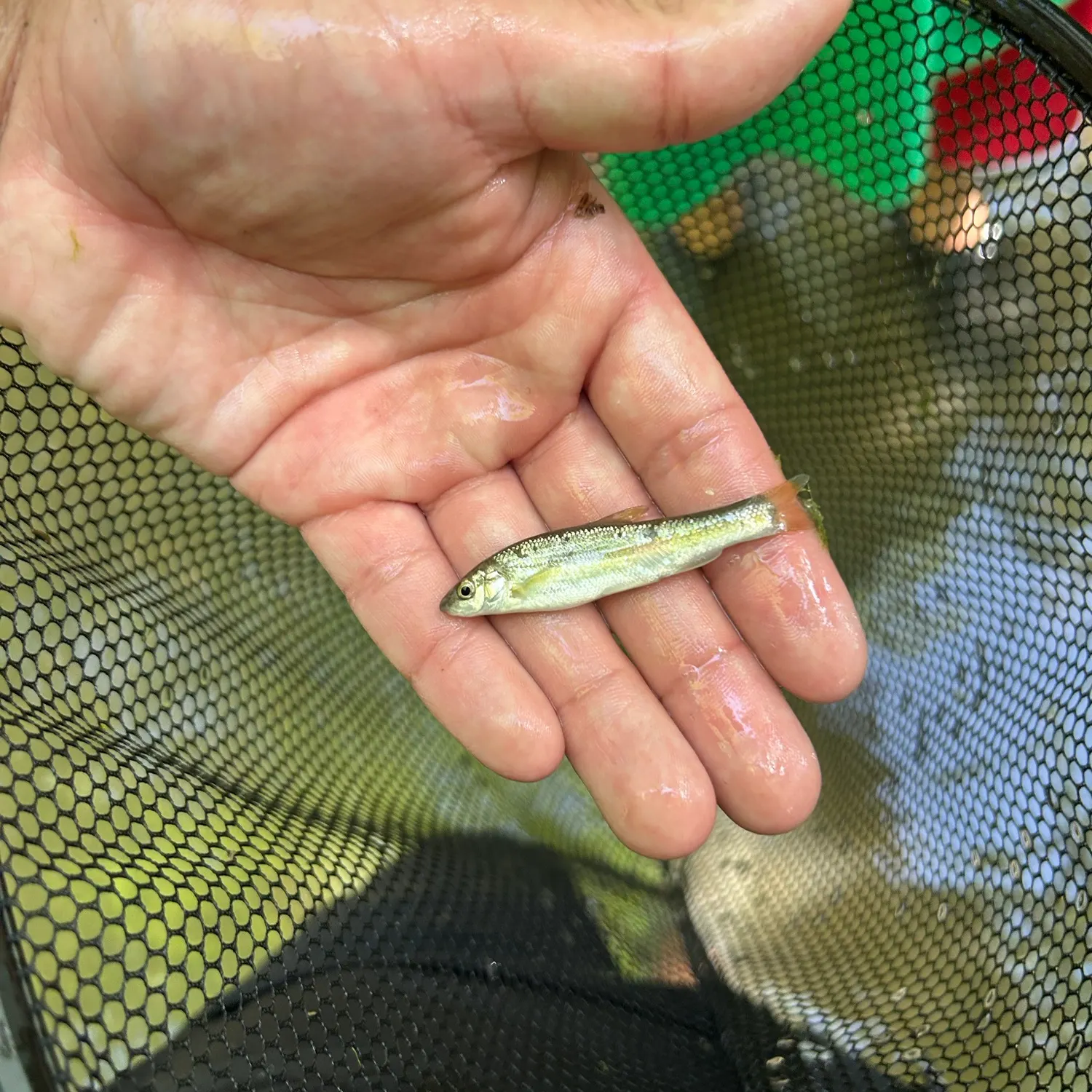 The most recent Central stoneroller catches on Fishbrain