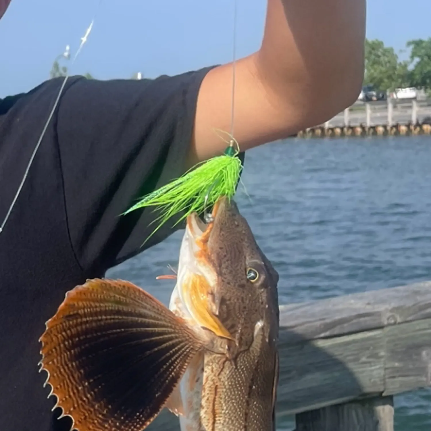 The most recent Striped searobin catches on Fishbrain