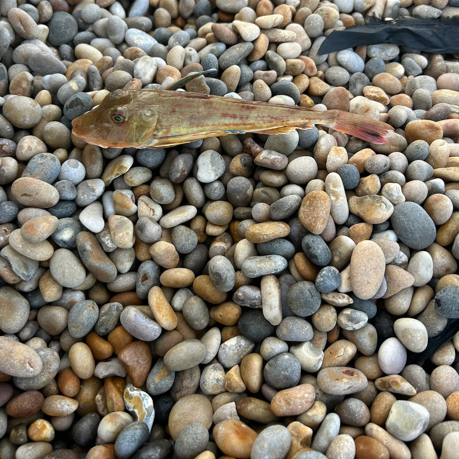 The most recent Tub gurnard catches on Fishbrain
