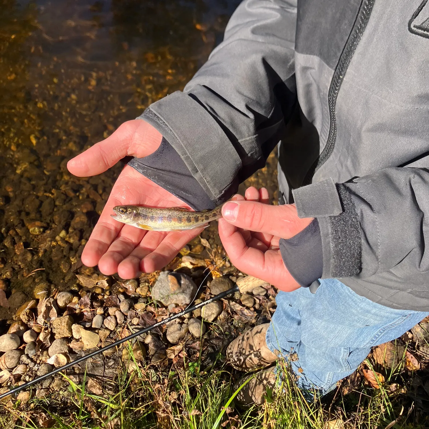 Rainbow trout caught on Fishbrain