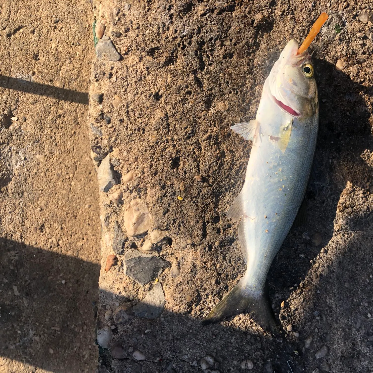 Bluefish caught on Fishbrain