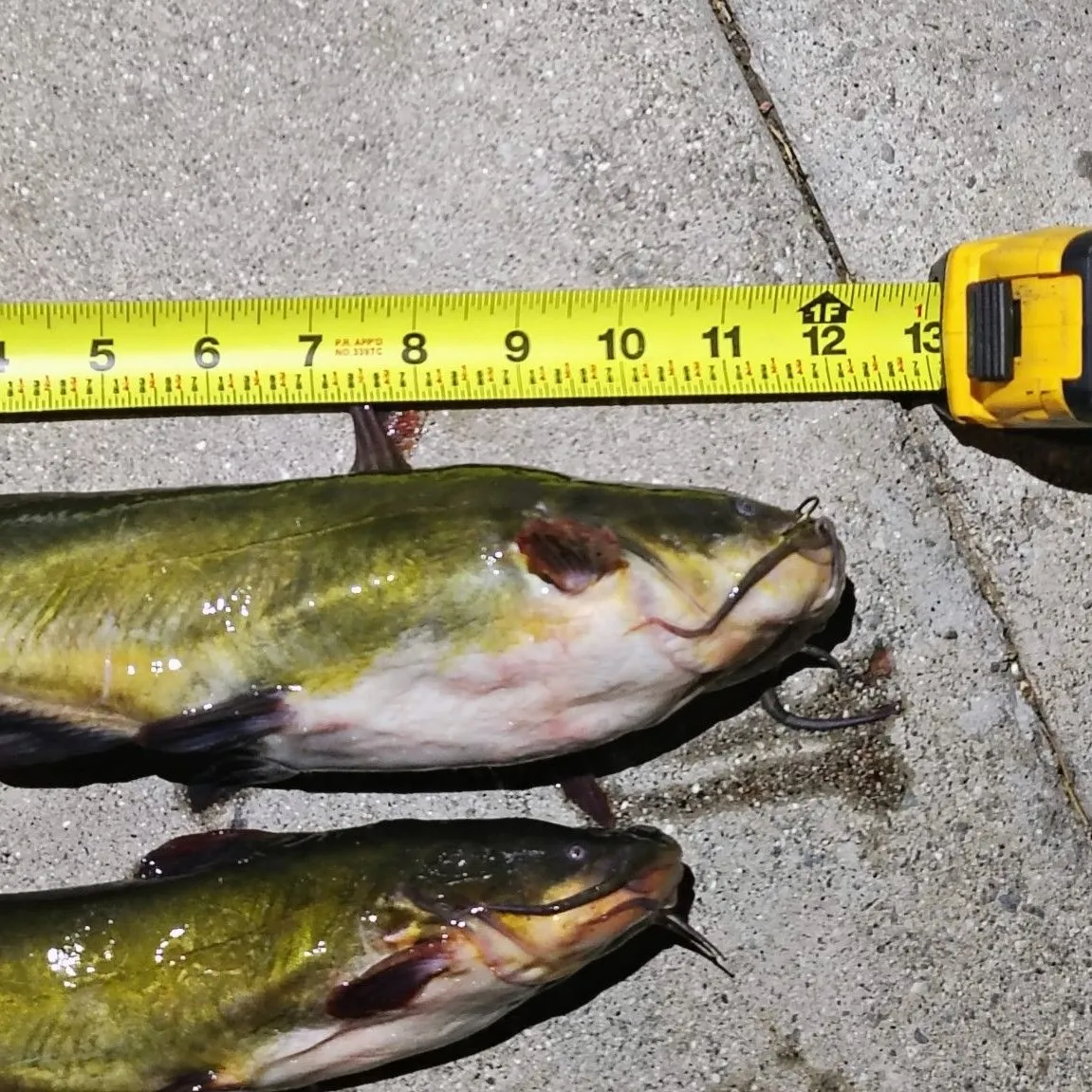 Yellow bullhead caught on Fishbrain