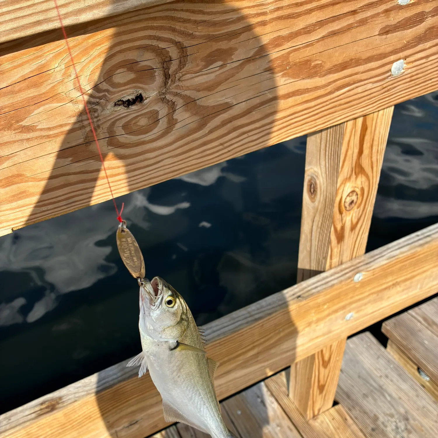 Bluefish caught on Fishbrain
