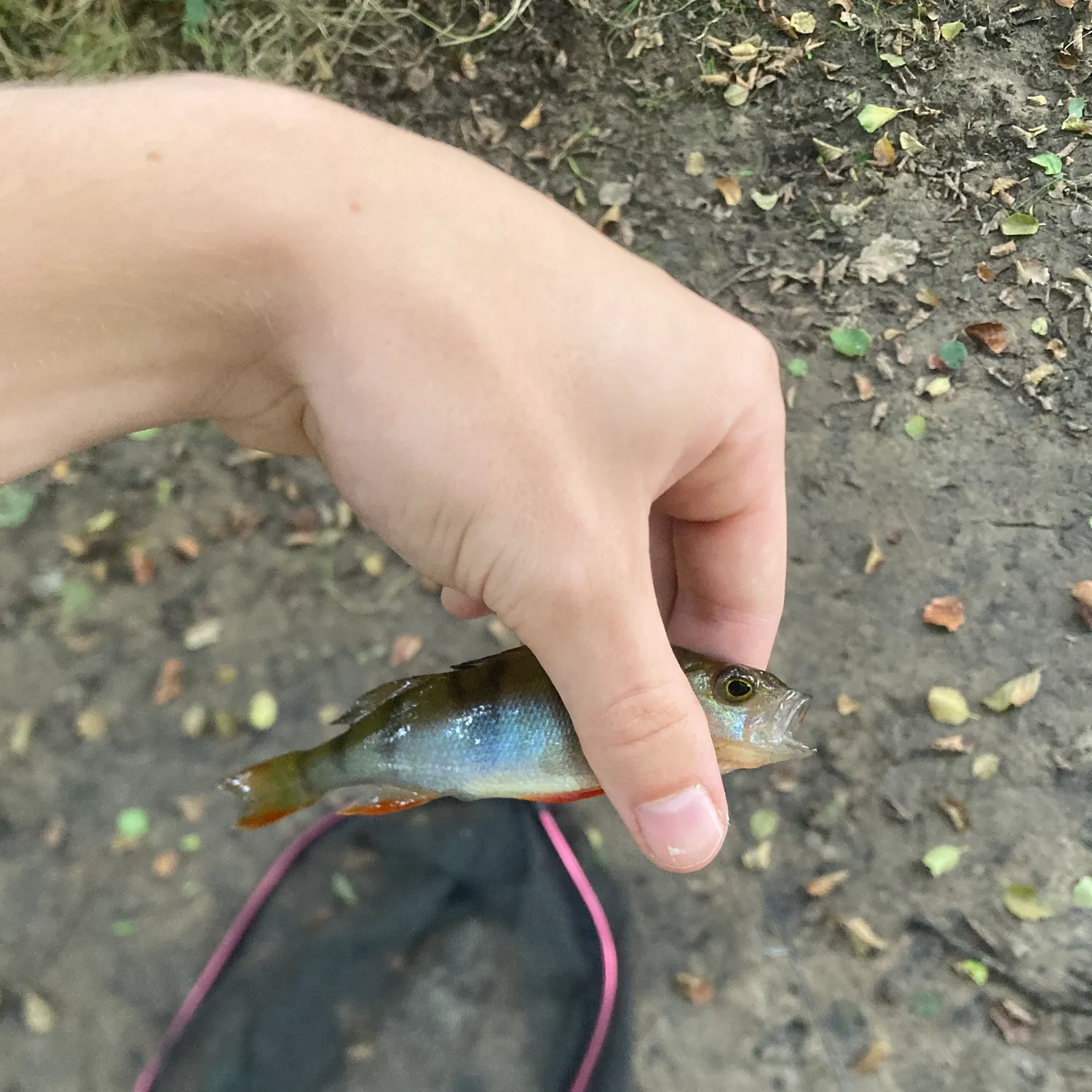 European perch caught on Fishbrain