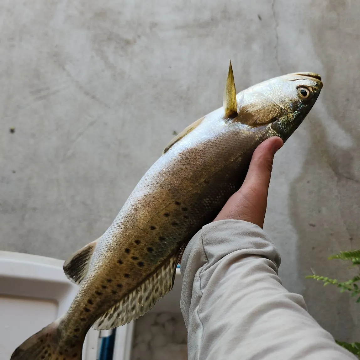 Spotted seatrout caught on Fishbrain