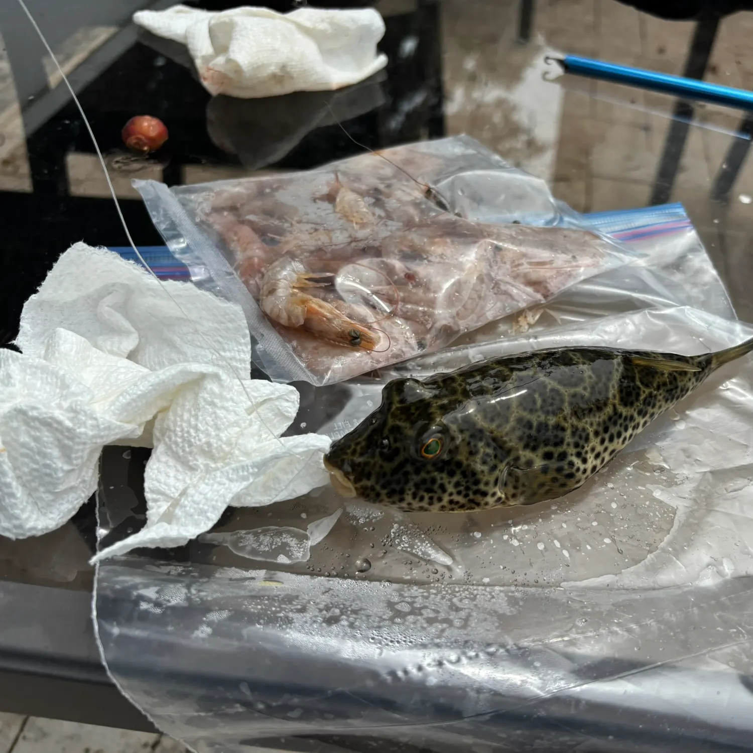 The most recent Milkspotted puffer catches on Fishbrain