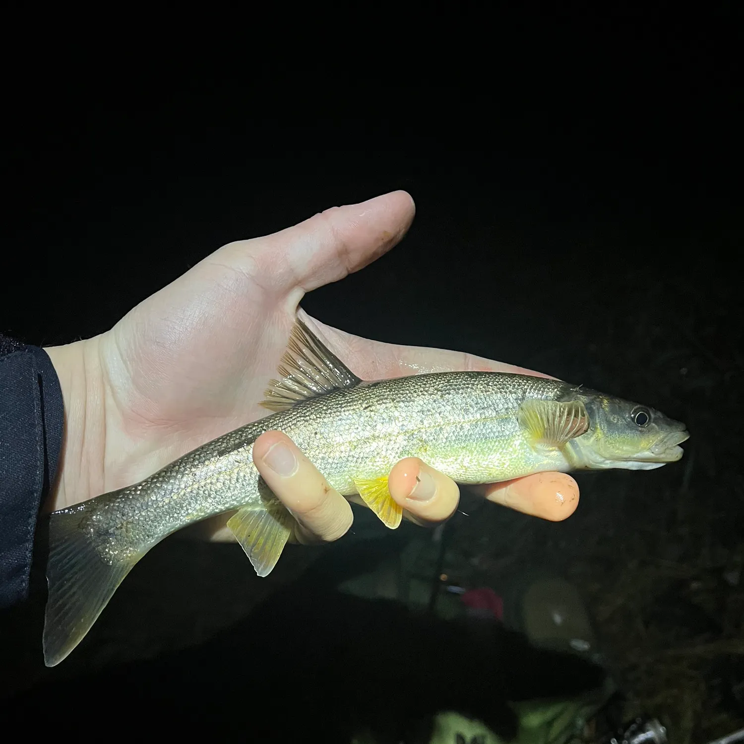 The most recent Umpqua pikeminnow catches on Fishbrain