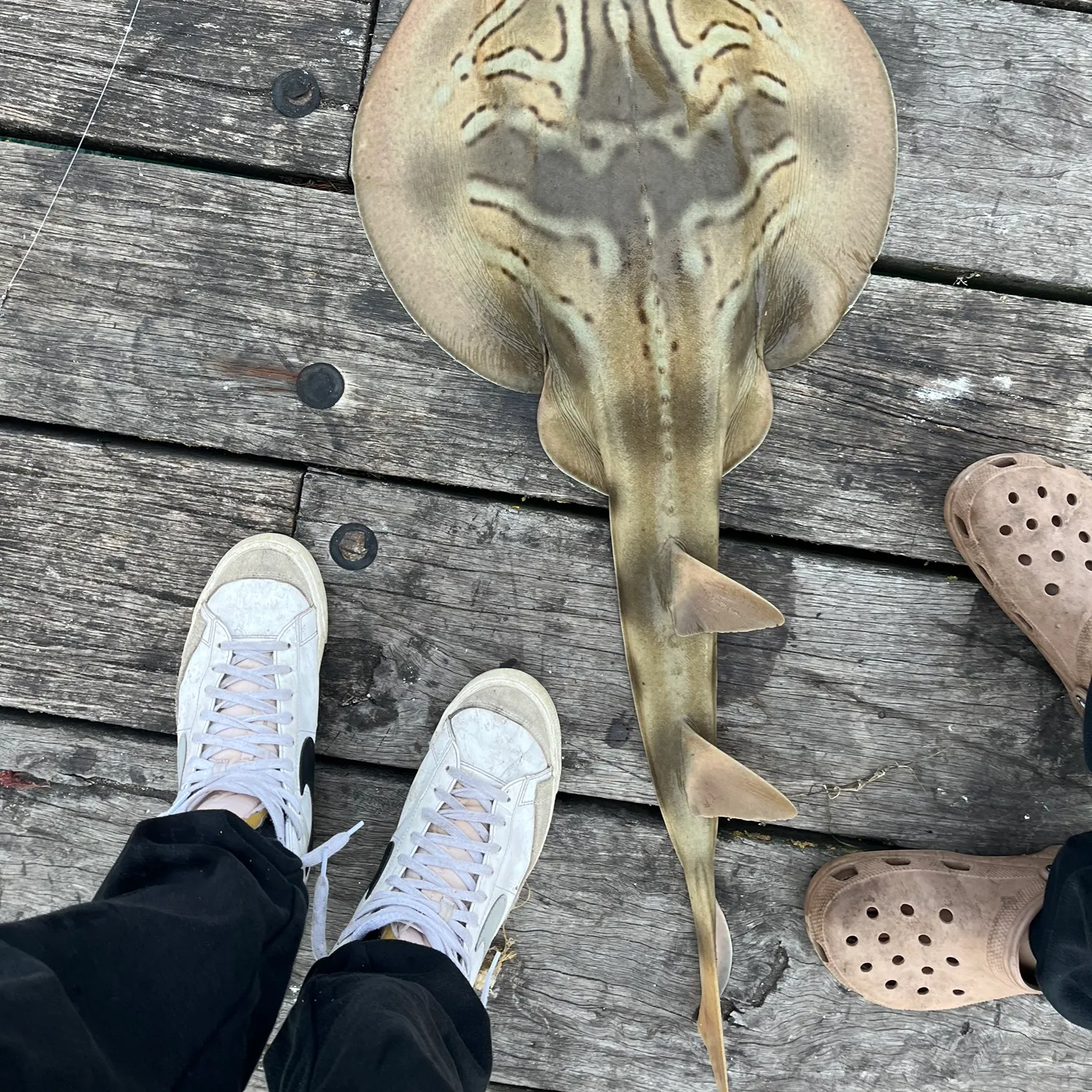 The most recent Southern fiddler catches on Fishbrain