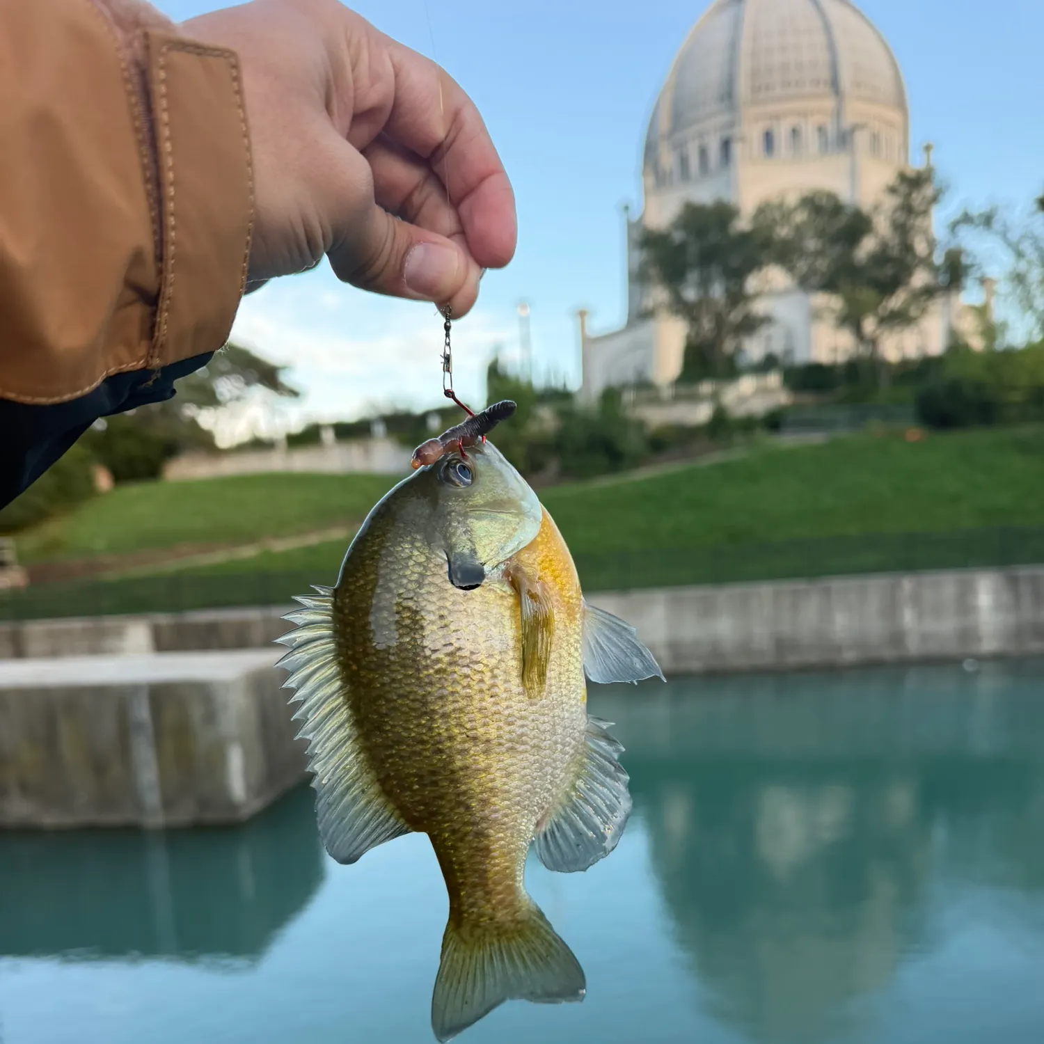 Bluegill caught on Fishbrain