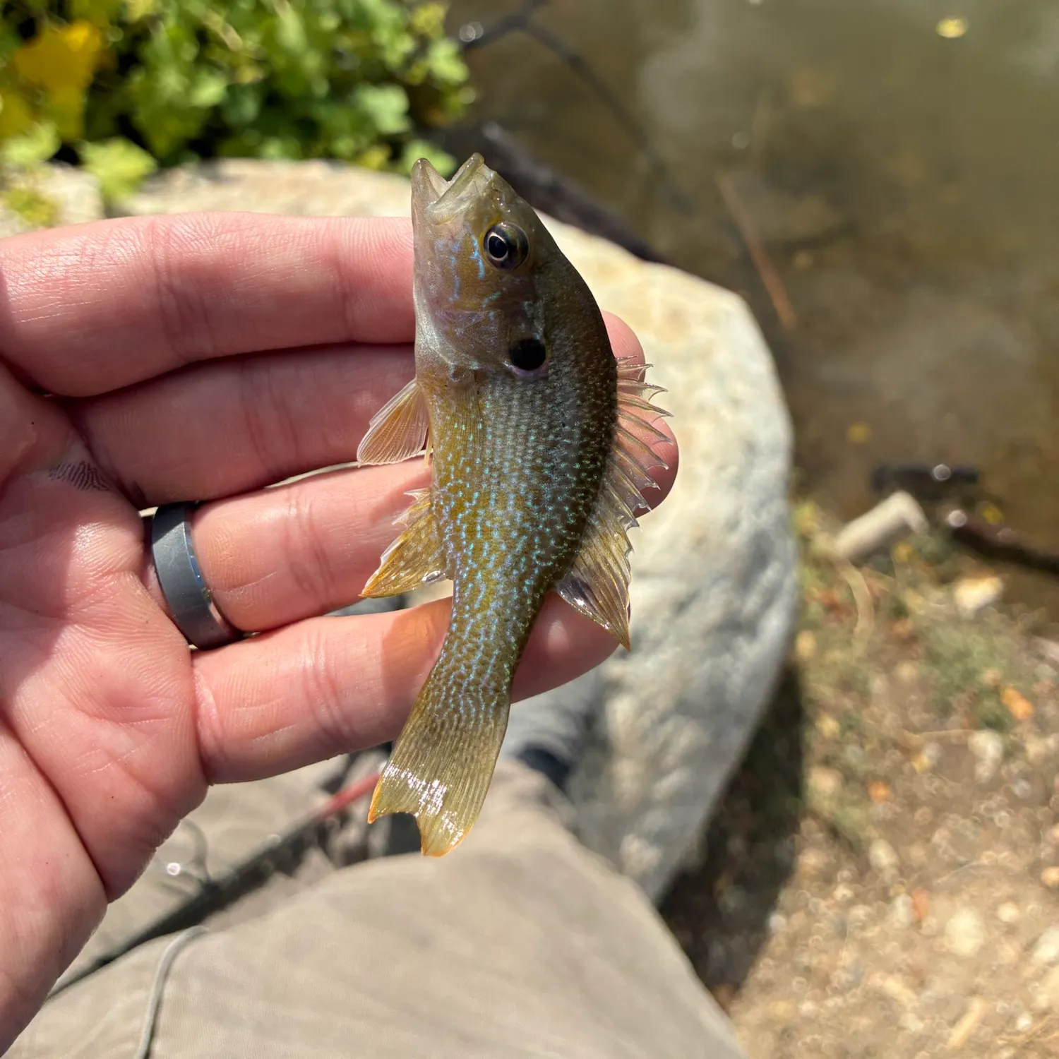 Green sunfish caught on Fishbrain