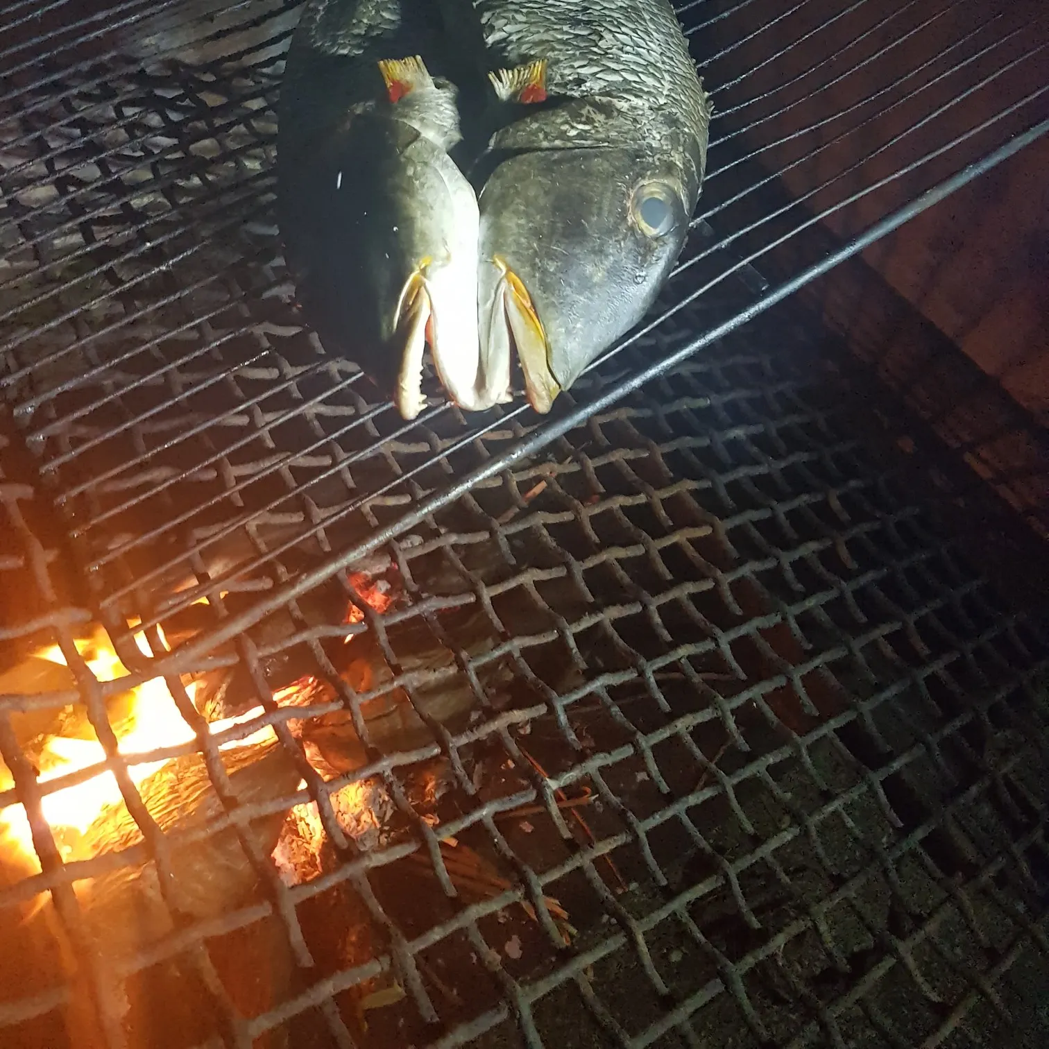 Fish caught on Fishbrain